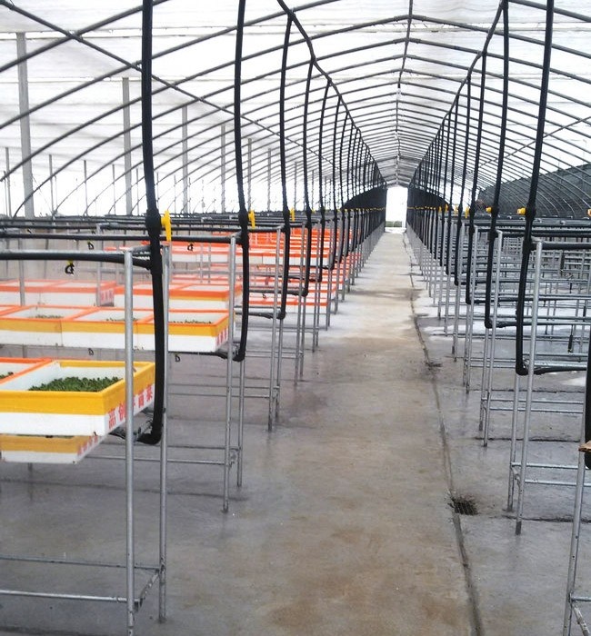 芽苗菜生長(zhǎng)必須的條件有哪些？